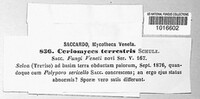 Abortiporus biennis image